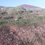 Viajar en Tenerife por el mundo