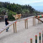 Las mejores actividades con Mascotas en Tenerife