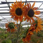 Visita a 'Mi Jardín se Come' en Tenerife