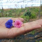 Visita a 'Mi Jardín se Come' en Tenerife