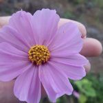 Visita a 'Mi Jardín se Come' en Tenerife
