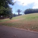 Las mejores actividades con Mascotas en Tenerife