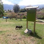 Las mejores actividades con Mascotas en Tenerife